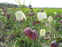 BIO Fritillaria meleagris | 10 stuks