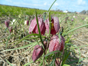 BIO Fritillaria meleagris | 10 stuks
