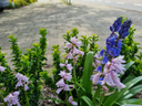 BIO Hyacinthoides hispanica mix | 10 stuks