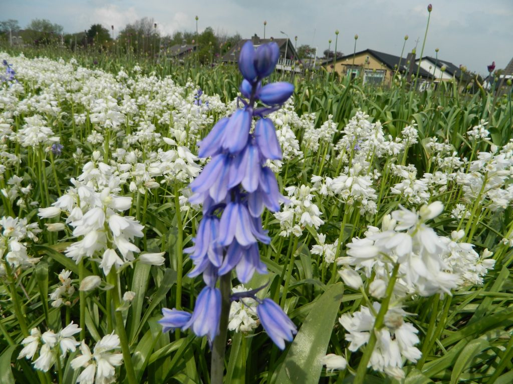 BIO Hyacinthoides hispanica mix | 10 stuks