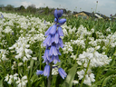 BIO Hyacinthoides hispanica mix | 10 stuks
