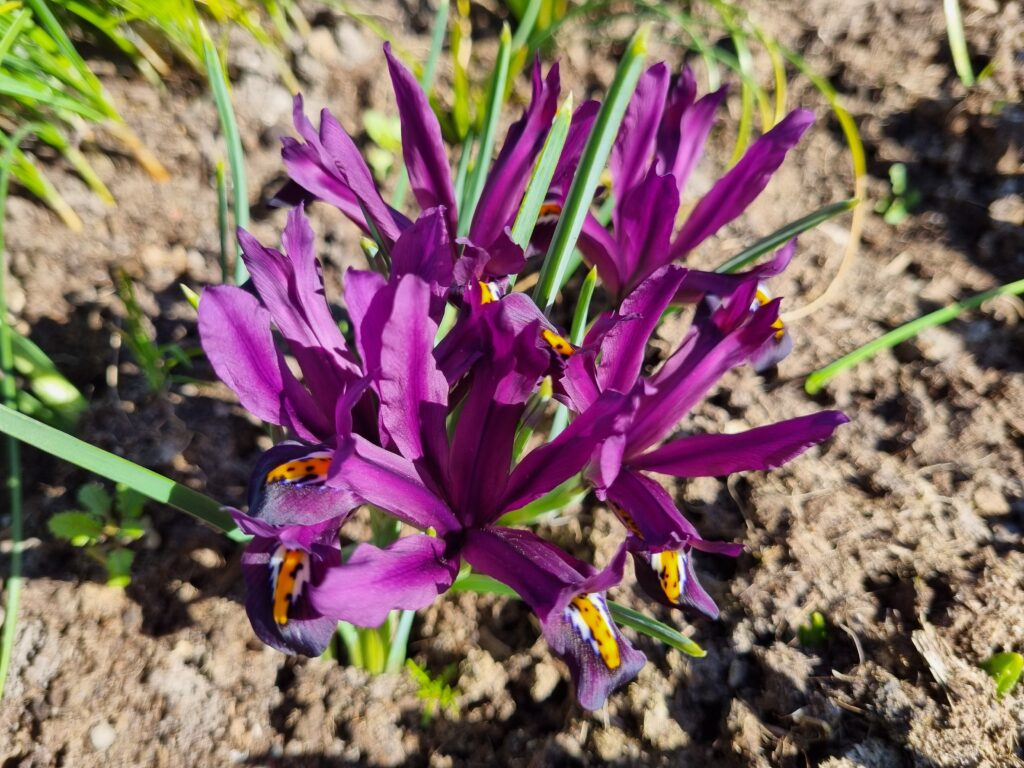 Iris reticulata ‘J.S. Dijt’ | 10 stuks