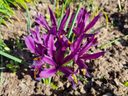 Iris reticulata ‘J.S. Dijt’ | 10 stuks