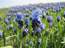 BIO Muscari latifolium | Blauw Druifje | 10 stuks