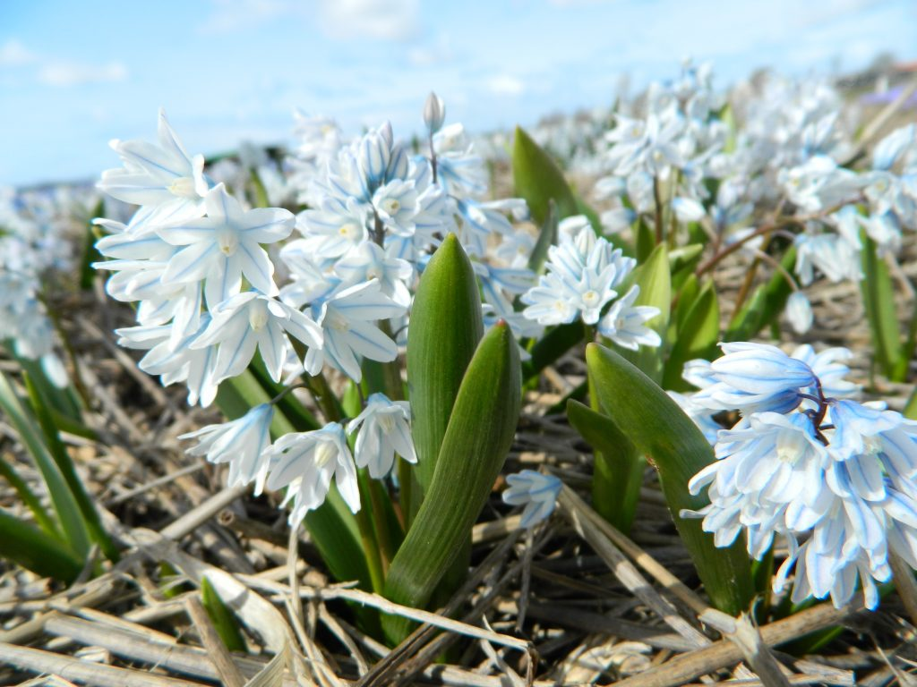 BIO Puschkinia libanotica | Saffierhyacinth| 10 stuks