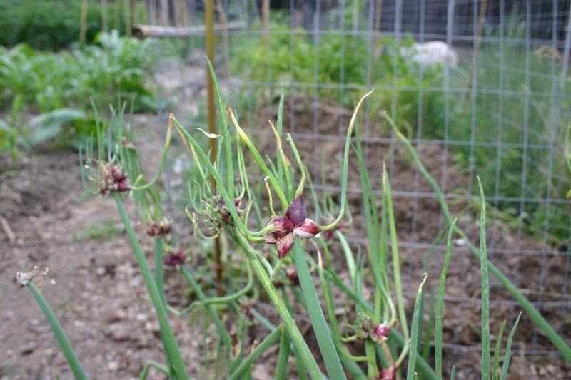 BIO Allium cepa var. Viviparum| Egyptische ui| Boomui | 1 stuk