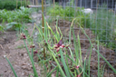 BIO Allium cepa var. Viviparum| Egyptische ui| Boomui | 1 stuk