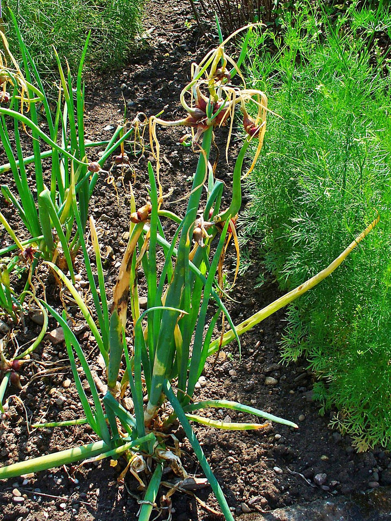BIO Allium cepa var. Viviparum| Egyptische ui| Boomui | 1 stuk