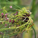 BIO Allium Scorodoprasum 'Art' | Slangenlook | 5 STUKS