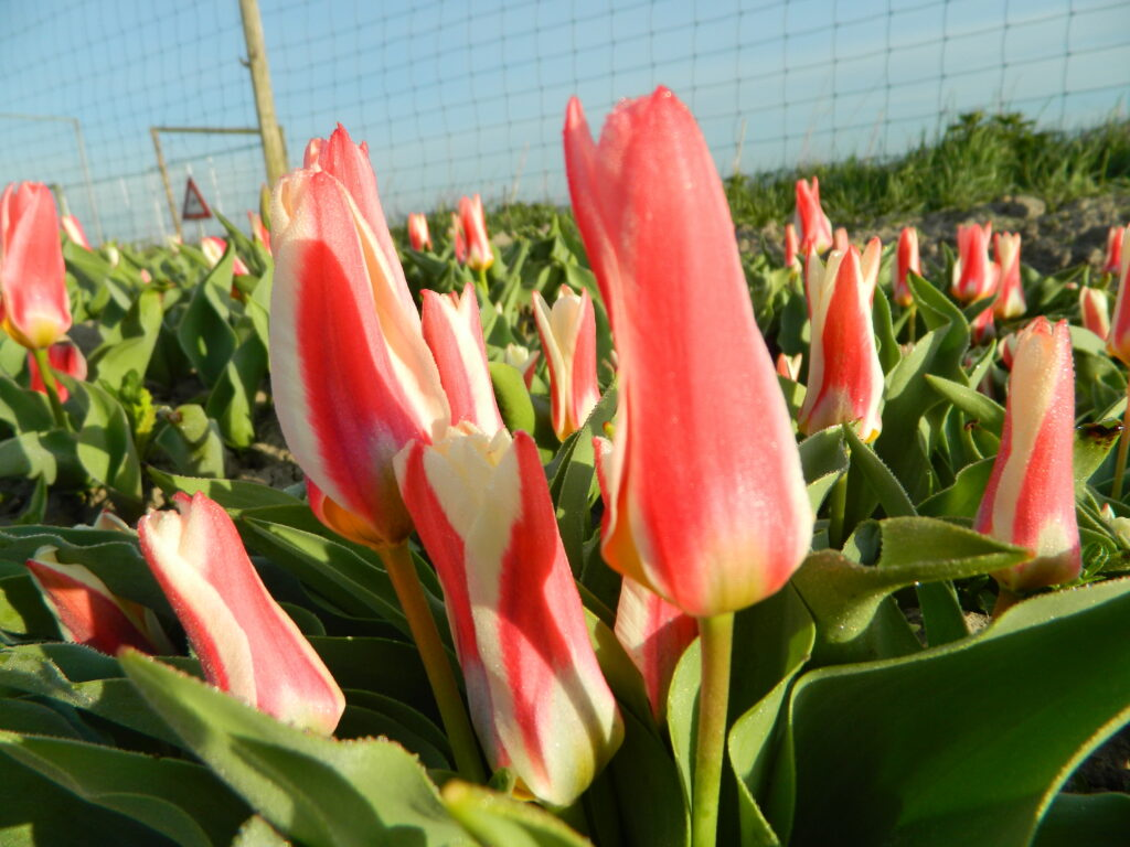 BIO Tulp Ancilla 5 stuks (Pas leverbaar half september)