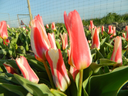 BIO Tulp Ancilla 5 stuks (Pas leverbaar half september)