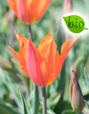 BIO Tulp Ballerina|Lelietulp| 5 stuks ( pas leverbaar half september)