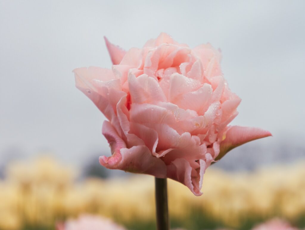 BIO Tulp Dreamer 5 stuks ( pas vanaf september leverbaar)
