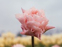 BIO Tulp Dreamer 5 stuks ( pas vanaf september leverbaar)