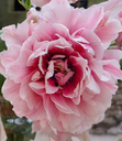 BIO Tulp Dreamer 5 stuks ( pas vanaf september leverbaar)