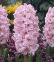 BIO Hyacinth Fondant | 5 STUKS