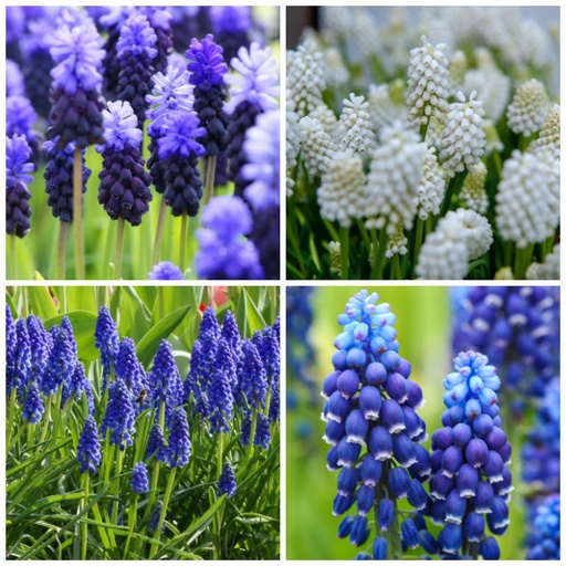 BIO Muscari Early Bird | 10 stuks
