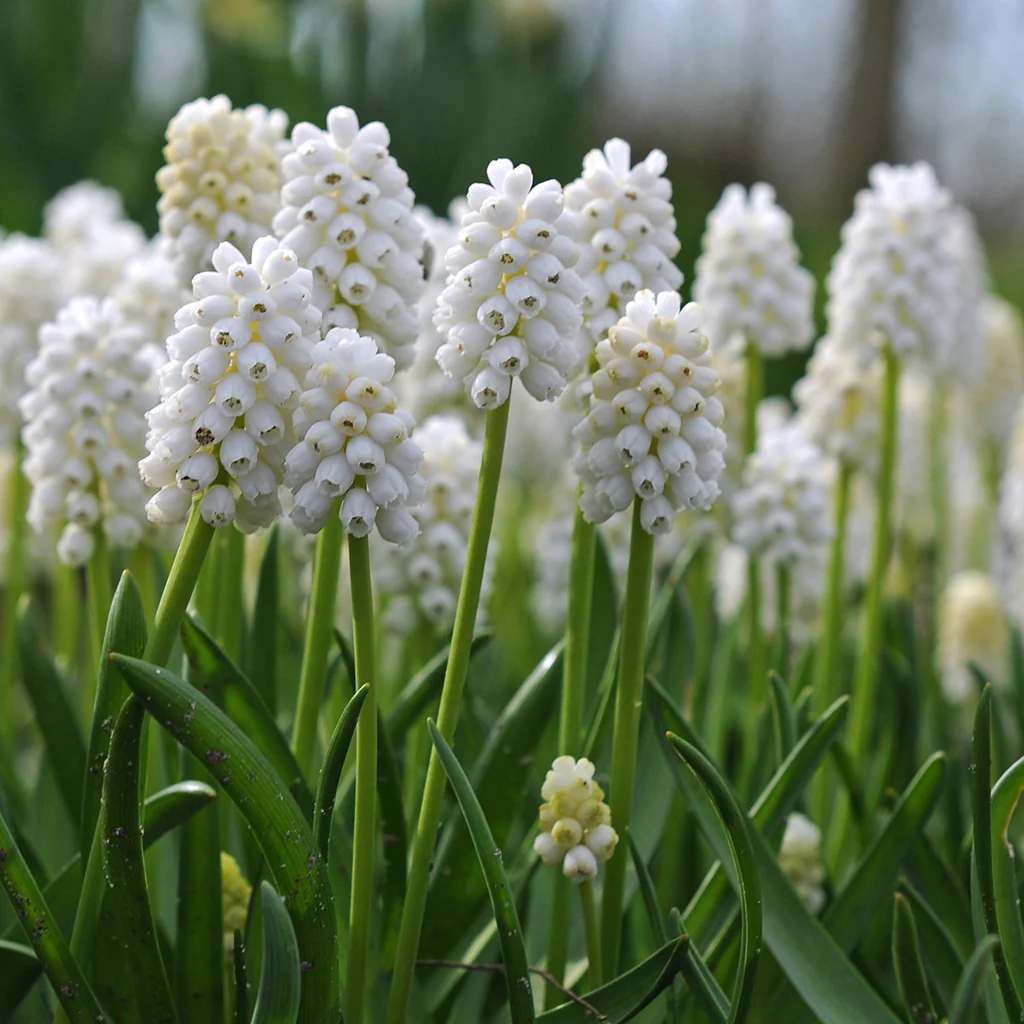 BIO Muscari White Magic | 10 stuks