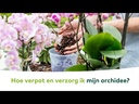 DCM Potgrond Orchidee 2,5 L