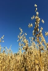 De zaderij Groenbemestersmix granen
