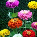 De Bolster Zinnia 'Dahlia Flowered Mix'