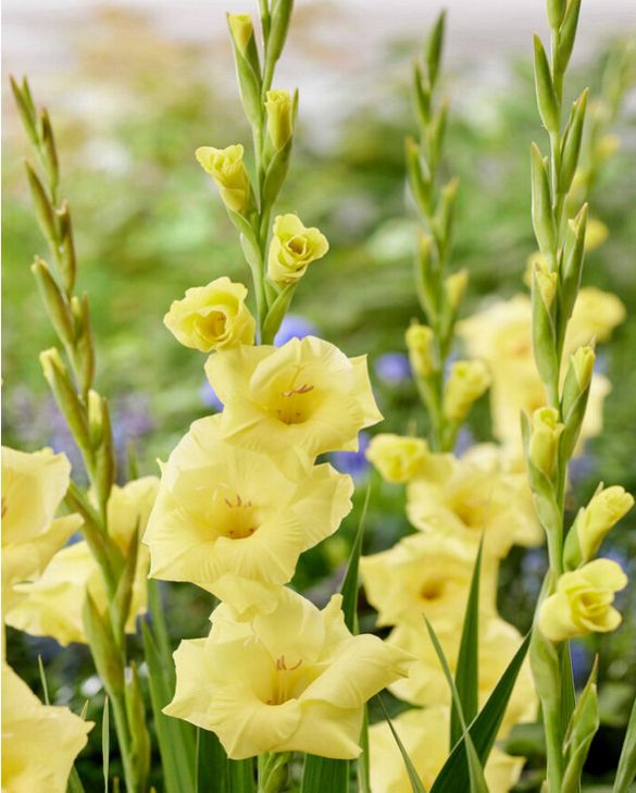 Bio  Gladiool Bananarama per 5 stuks