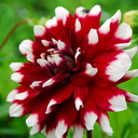 BIO Dahlia Duet p/s