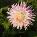 BIO Dahlia Kiev p/s