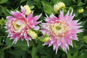 BIO Dahlia Kiev p/s