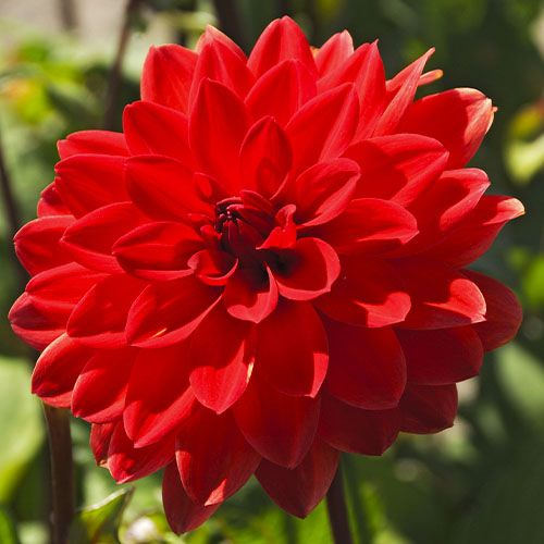 BIO Dahlia Heatwave