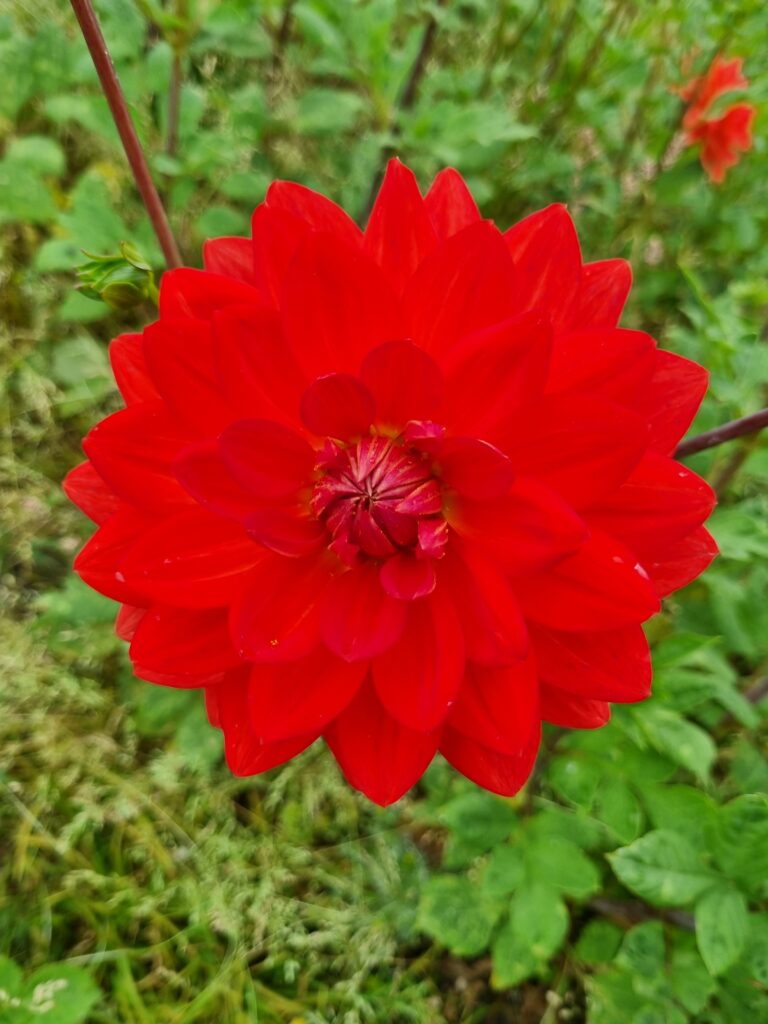 BIO Dahlia Heatwave p/s