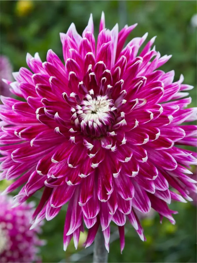 BIO Dahlia Vancouver p/s