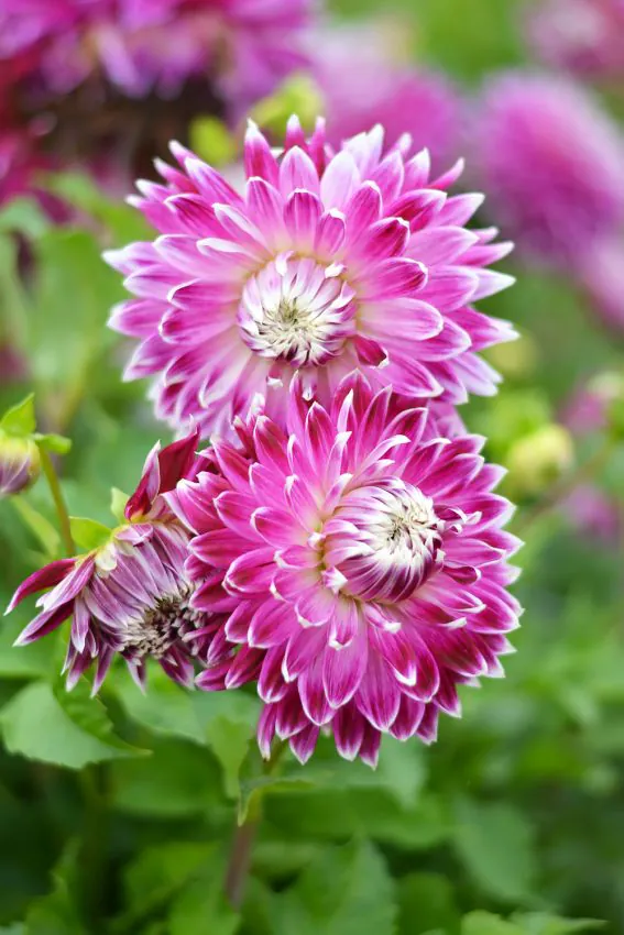 BIO Dahlia Vancouver p/s