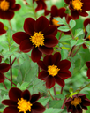 BIO Dahlia Mexican Star p/s