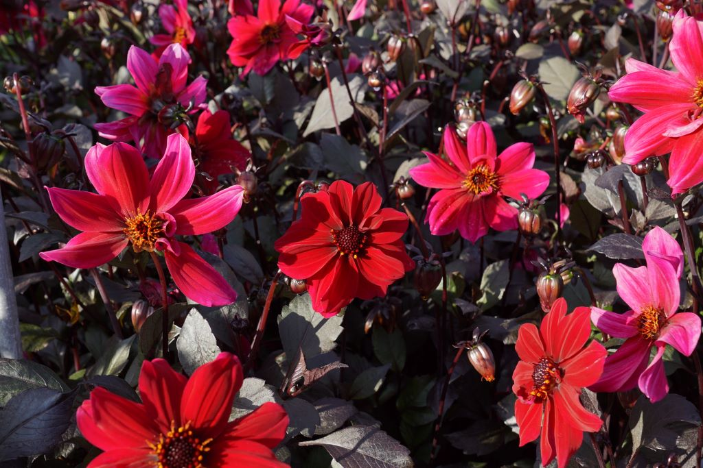 Bio Dahlia Pride One p/s