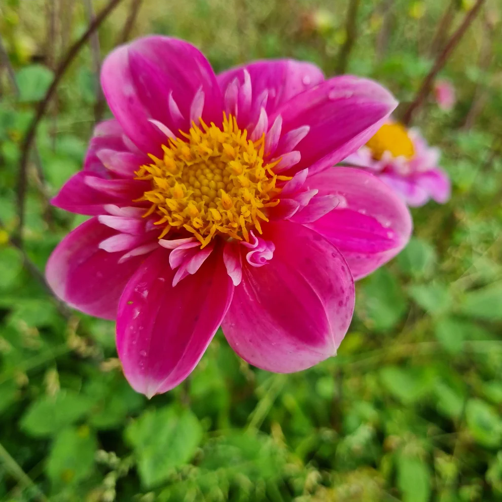 BIO Dahlia Hartenaas p/s