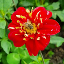 BIO Dahlia Impression Festivo p/s