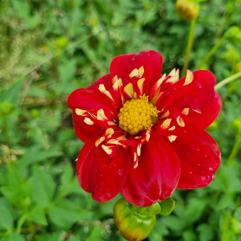 BIO Dahlia Impression Festivo p/s