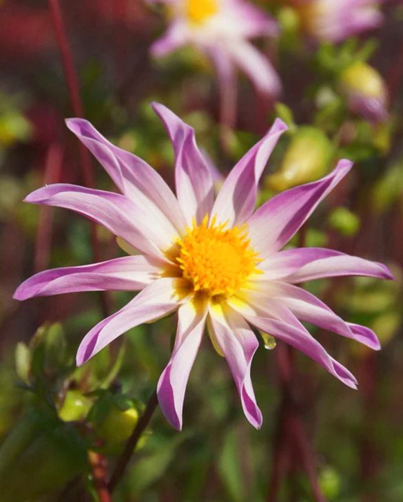 BIO Dahlia Full of Nature p/s