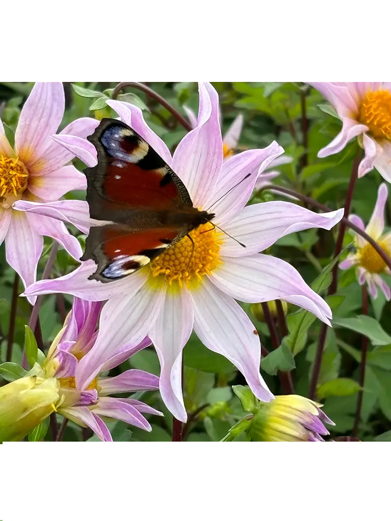 BIO Dahlia Full of Nature p/s