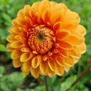 BIO Dahlia Sylvia p/s