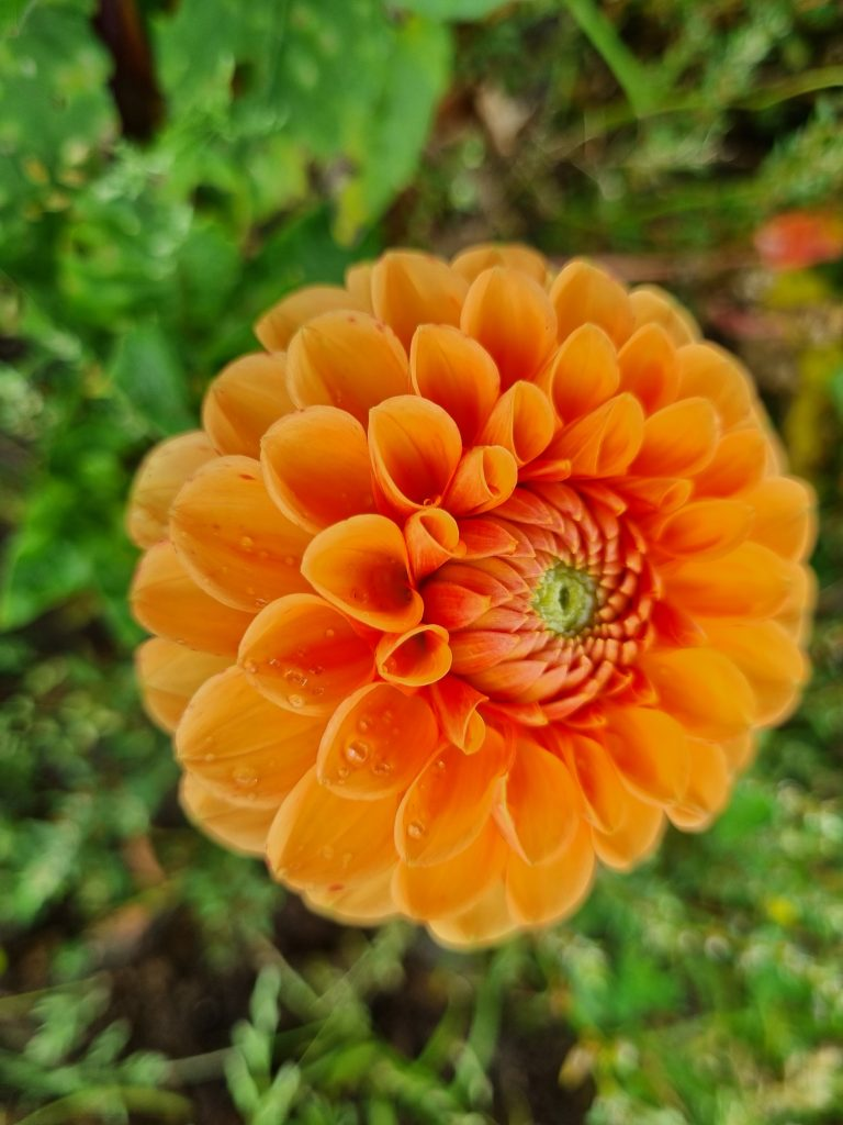BIO Dahlia Sylvia p/s