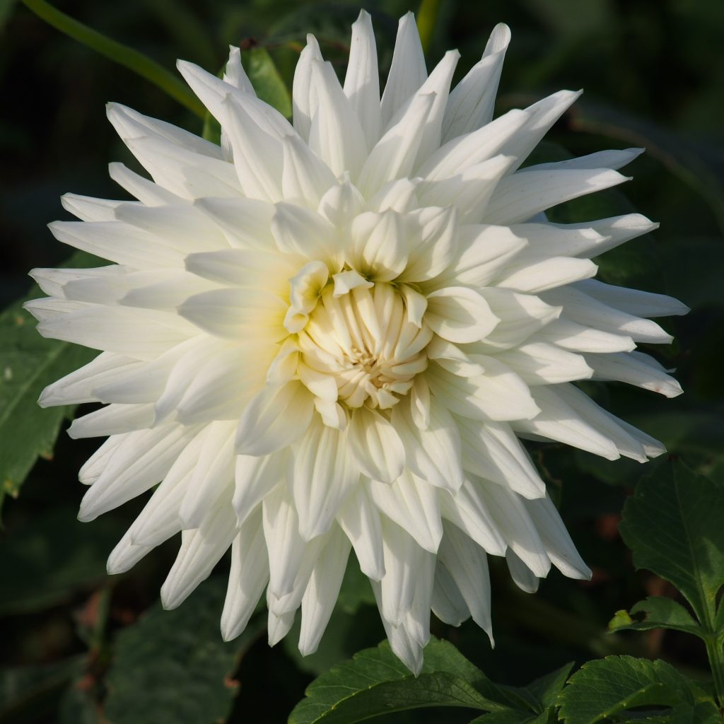 BIO Dahlia My Love