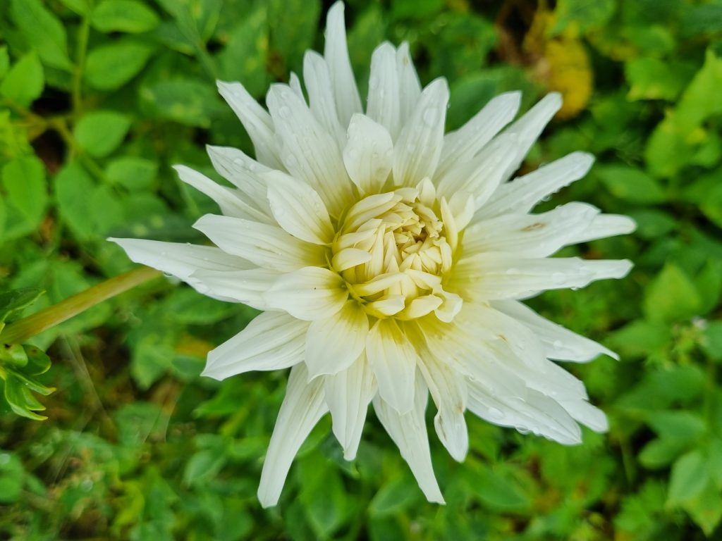 BIO Dahlia My Love