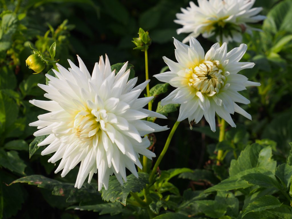 BIO Dahlia My Love