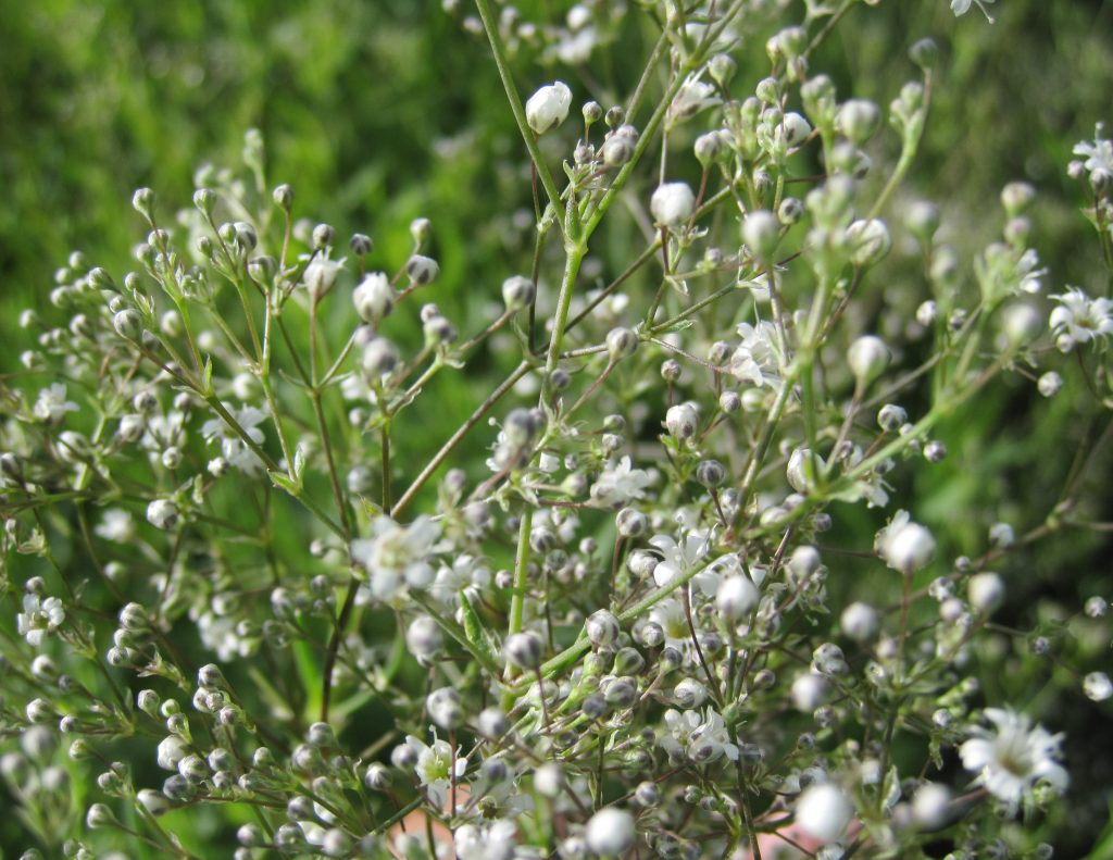 BIO Gypsophila paniculata 'Snowflake' Gipskruid per 3 | AquaTuin