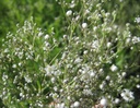 BIO Gypsophila paniculata 'Snowflake' Gipskruid per 3