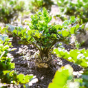 De Bolster Knolselderij 'Monarch'