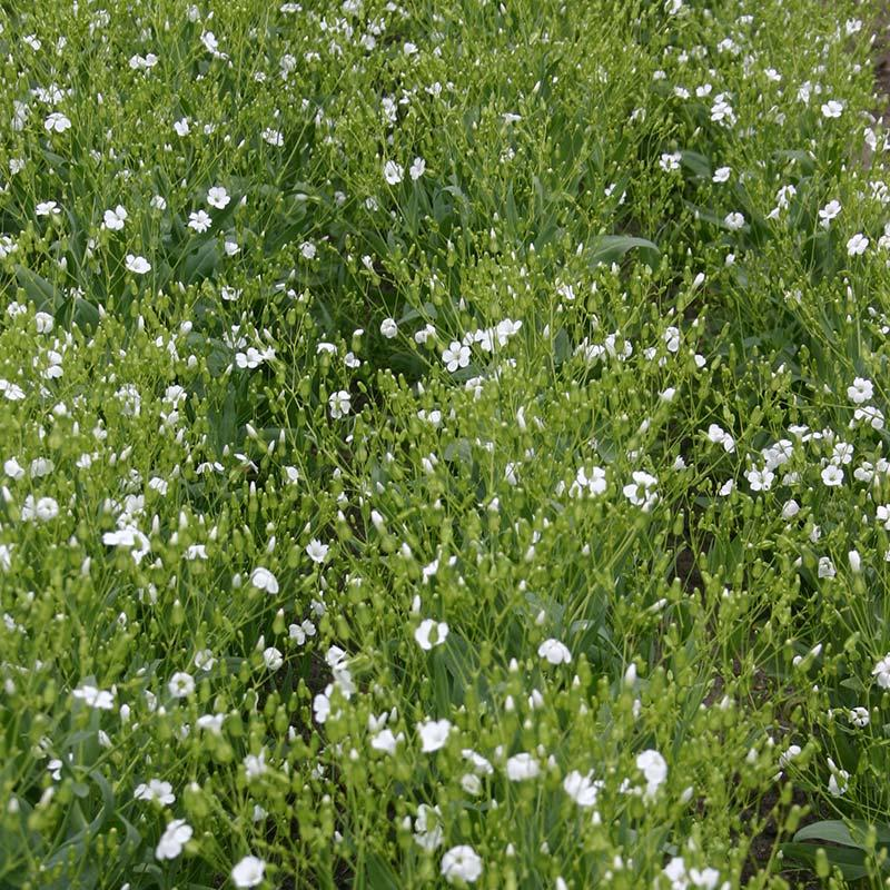De Bolster Koekruid, wit