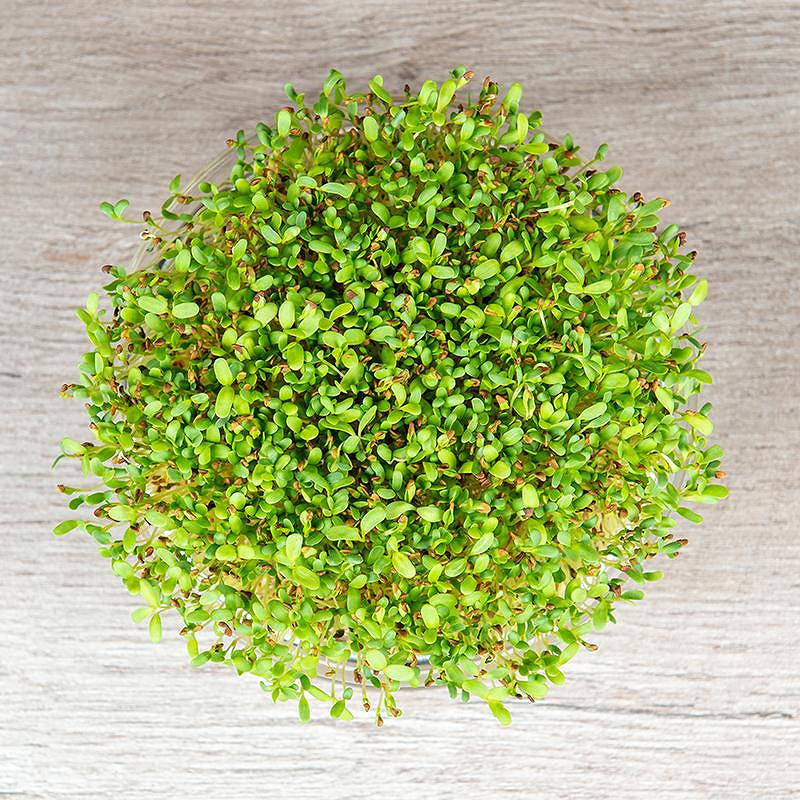 De Bolster Alfalfa kiemgroente